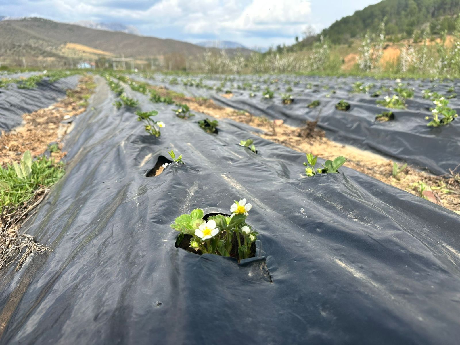 ISPARTA YAYLA ÇİLEĞİ