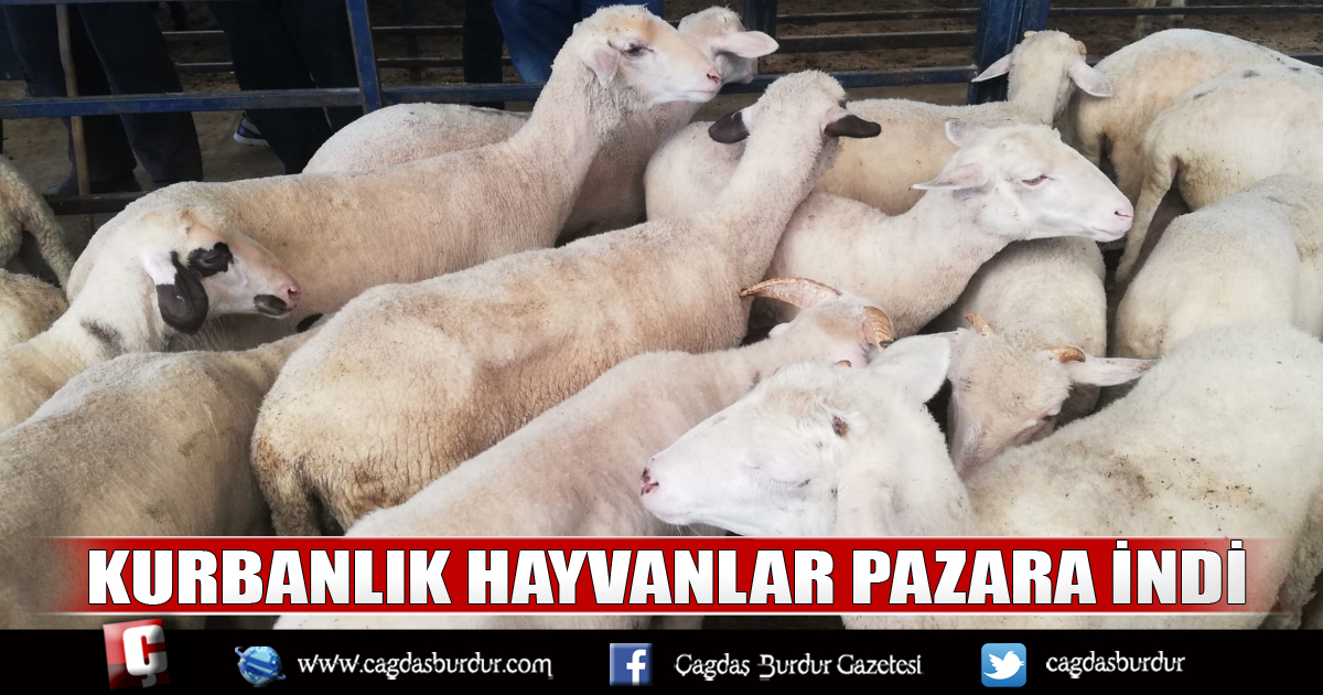 KURBANLIK HAYVANLAR PAZARA İNDİ