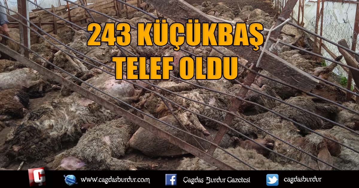 Antalya'da ağıla giren kurtlar 243 küçükbaş hayvanı telef etti