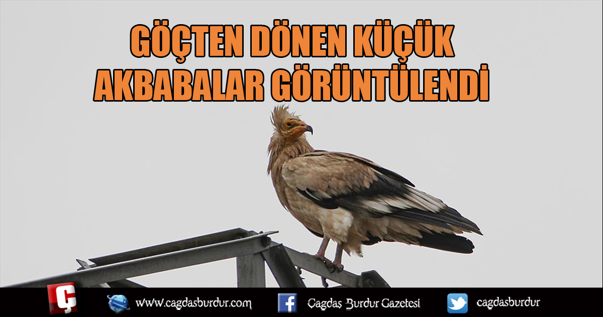 IĞDIR'DA GÖÇTEN DÖNEN KÜÇÜK AKBABALAR GÖRÜNTÜLENDİ