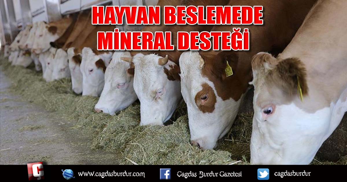 HAYVAN BESLEMEDE İZ MİNERAL DESTEĞİ ÖNEMLİ