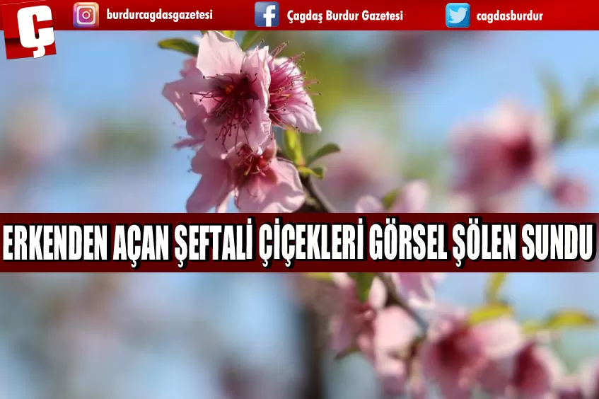 KIŞ MEVSİMİNDE AÇAN ŞEFTALİ ÇİÇEKLERİ GÖRSEL ŞÖLEN SUNDU