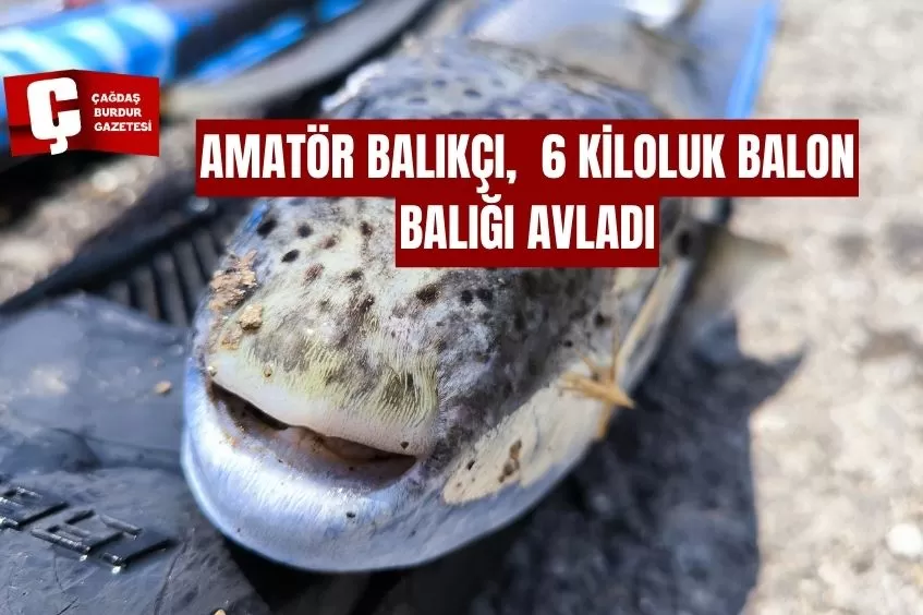  AMATÖR BALIKÇI, ZIPKINLA YAKLAŞIK 6 KİLOLUK BALON BALIĞI AVLADI