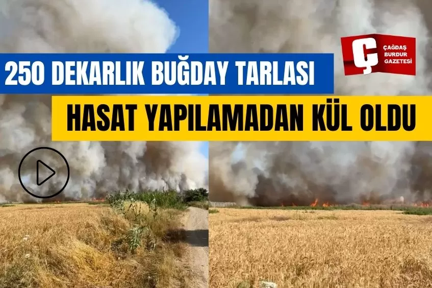  ANTALYA’DA 250 DEKARLIK BUĞDAY TARLASI HASAT YAPILAMADAN KÜL OLDU