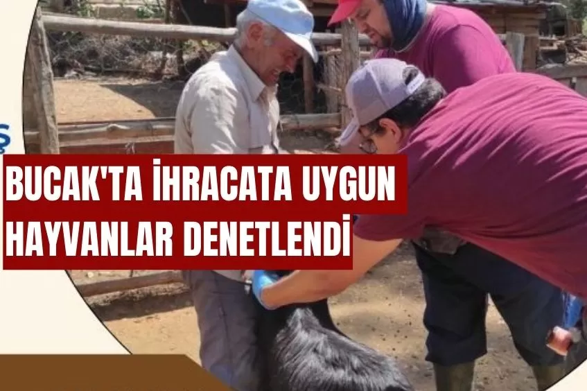 BUCAK'TA İHRACATA UYGUN HAYVANLAR DENETLENDİ