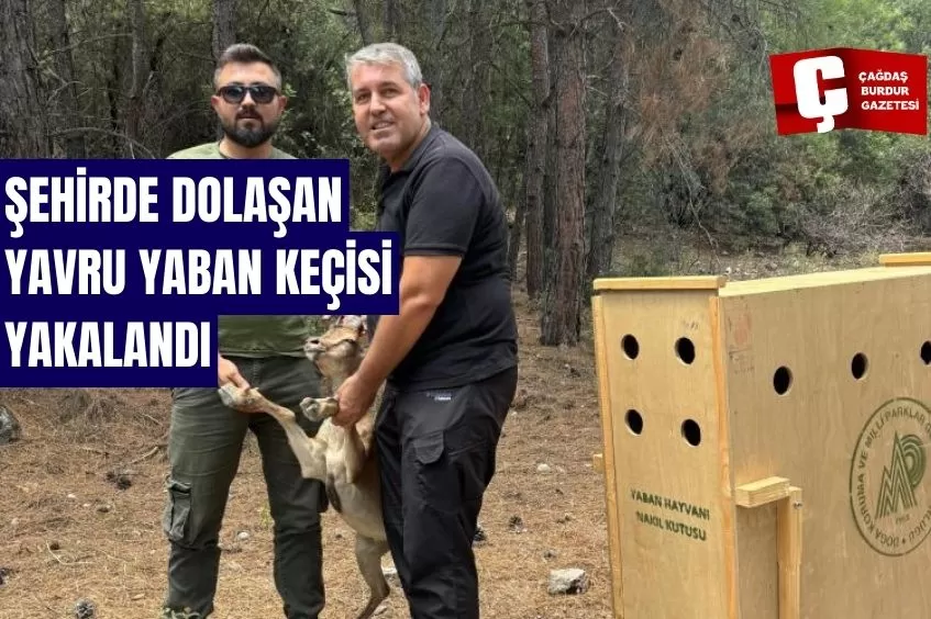 ANTALYA’DA YARALI HALDE ŞEHİRDE DOLAŞAN YAVRU YABAN KEÇİSİ YAKALANDI