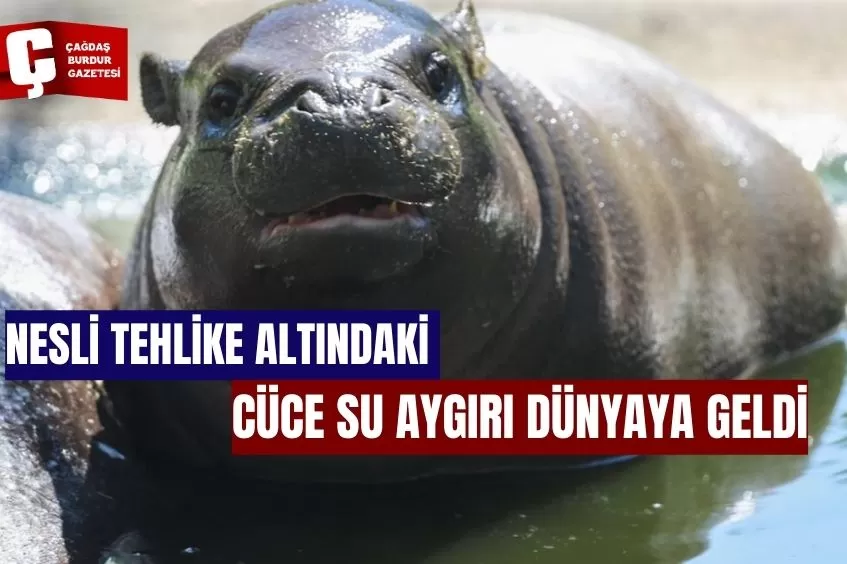 NESLİ TEHLİKE ALTINDAKİ CÜCE SU AYGIRI DÜNYAYA GELDİ