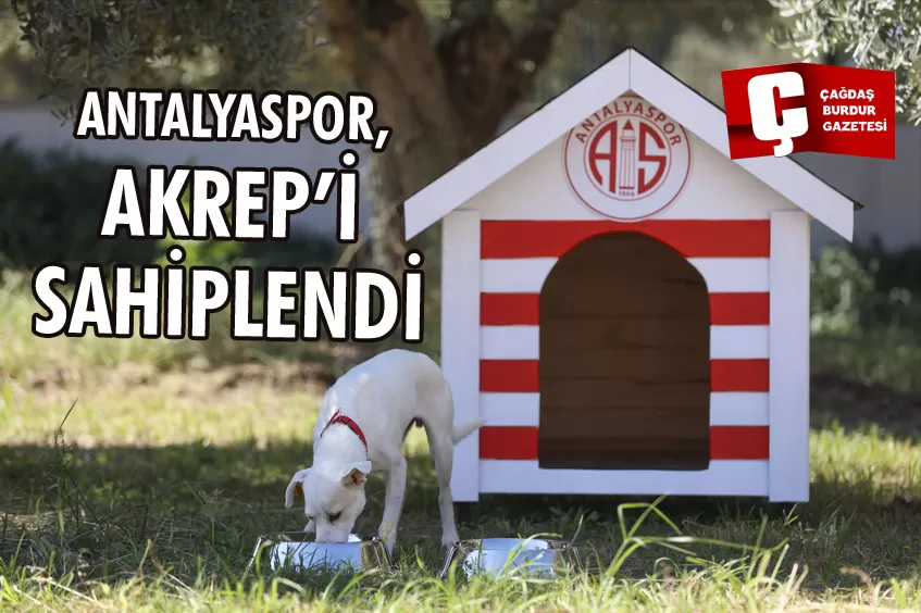 ANTALYASPOR'UN SAHİPLENDİĞİ KÖPEĞE 