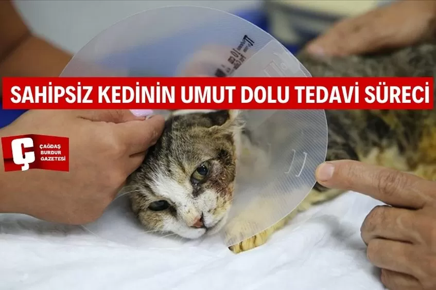 ADANA'DA SAHİPSİZ KEDİ, DOKU NAKLİYLE SAĞLIĞINA KAVUŞTU