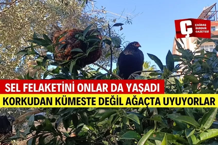 SEL FELAKETİ SONRASI KÜMESE GİRMEYE KORKAN TAVUKLAR AĞAÇTA UYUMAYA BAŞLADI