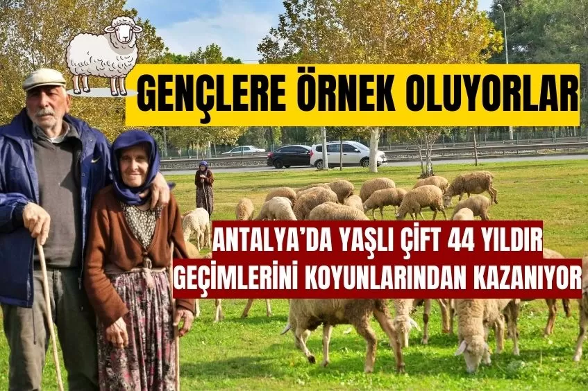 GEÇİMLERİNİ 44 YILDIR KENT MERKEZİNDEKİ YEŞİL ALANLARDA KOYUNLARINI OTLATARAK KAZANIYORLAR