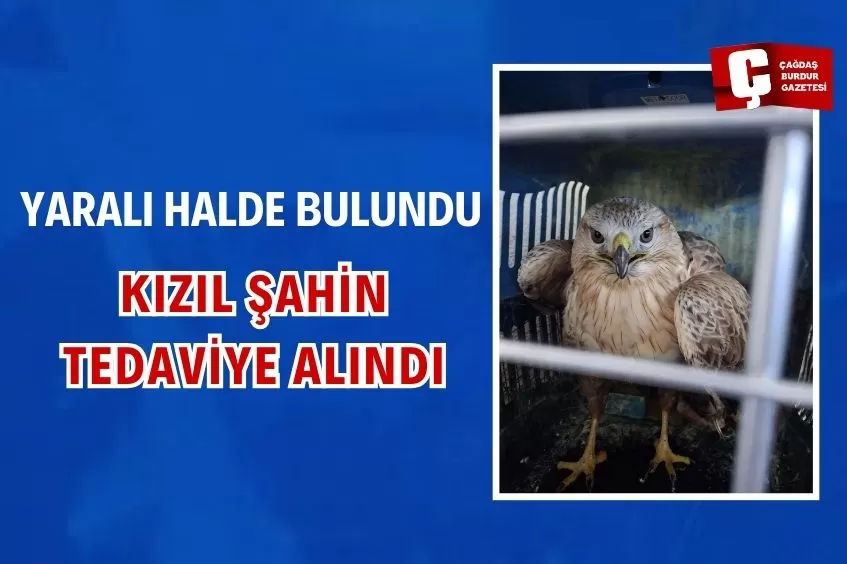 ISPARTA'DA YARALI HALDE BULUNAN KIZIL ŞAHİN TEDAVİYE ALINDI