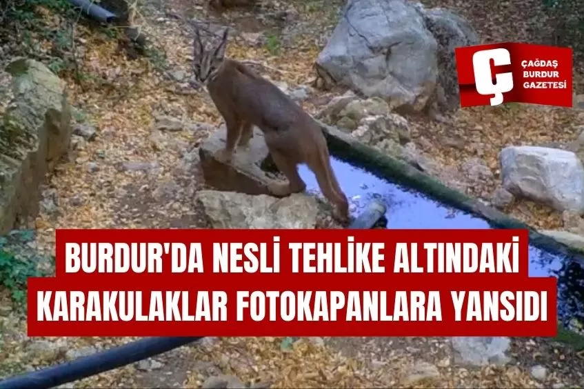 BURDUR'DA NESLİ TEHLİKE ALTINDAKİ KARAKULAKLAR FOTOKAPANLARA YANSIDI