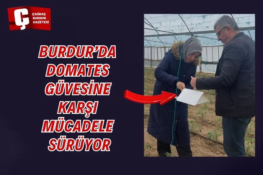 DOMATES GÜVESİNE KARŞI MÜCADELE SÜRÜYOR