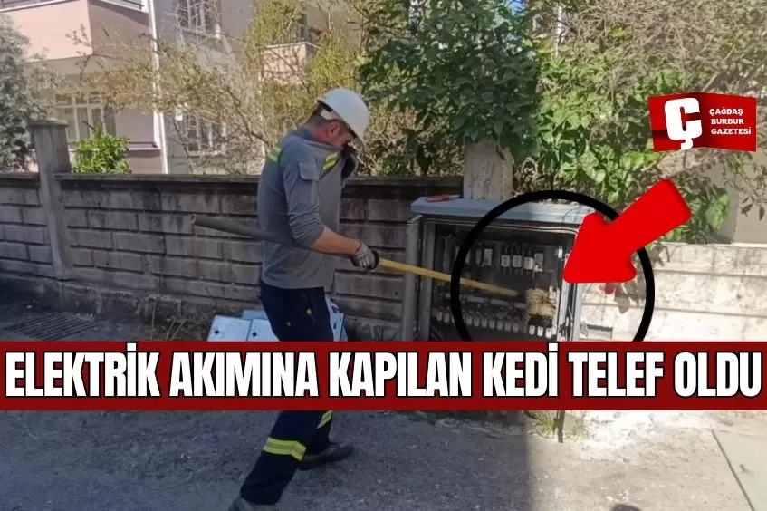 ELEKTRİK BAKSINA GİREN KEDİ AKIMA KAPILARAK TELEF OLDU