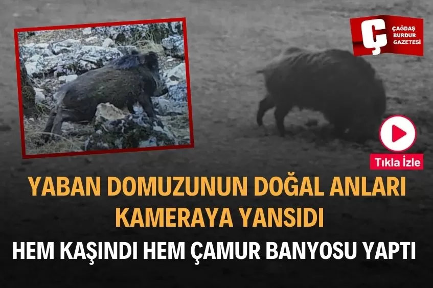 YABAN DOMUZUNUN ÇAMUR BANYOSU KEYFİ KAMERADA