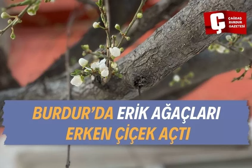 BURDUR’DA ERİK AĞAÇLARI ÇİÇEK AÇTI